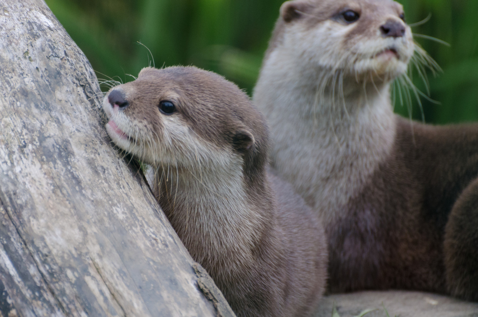 Meet the Otters